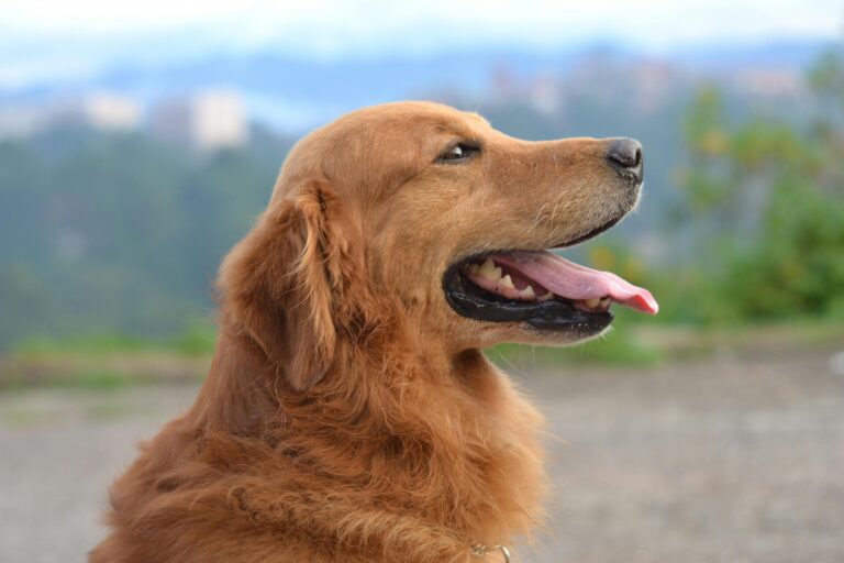 Best Dog Names for Golden Retrievers: 20 Sweet, Sunny Picks for the Friendliest Breed